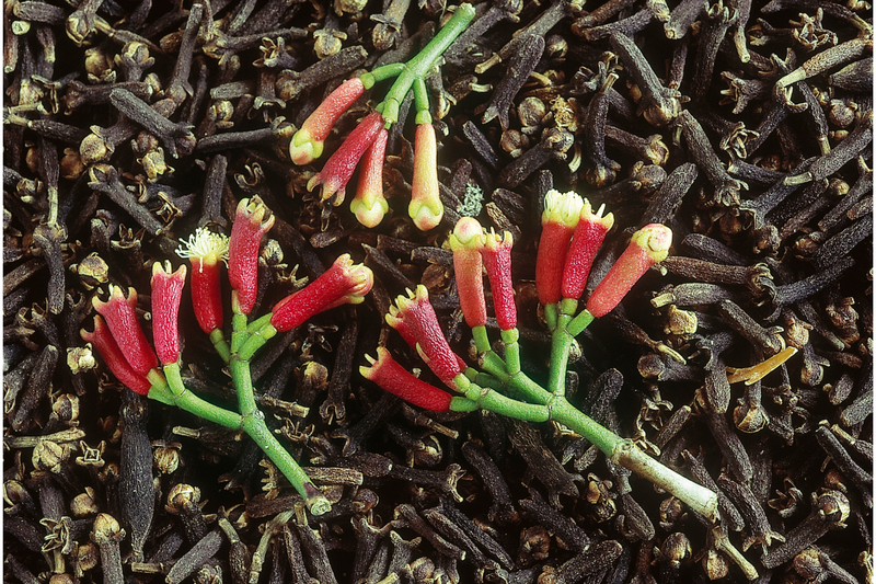 Clove Extract